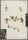Foto von Salix reticulata L.
